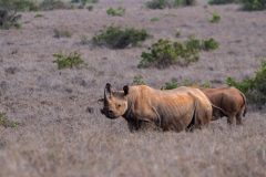 Rhinos-in-borana1