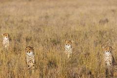 Borana-Ranch-Wildlife