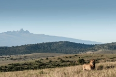 borana-img