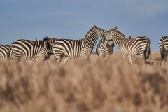 discover-experiences-1-scaled