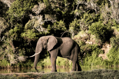 elephant-home-page
