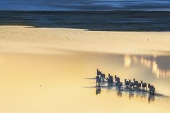 Carousel-1200px-x-50px_0000s_0012__DSR4954-拷贝