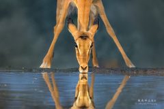 Female-impala-early-morning