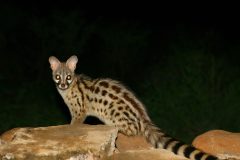 Genet