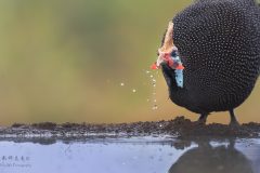 Guinea-fowl-head-on