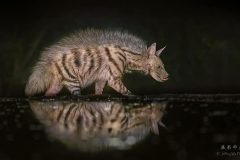 Striped-Hyena-side