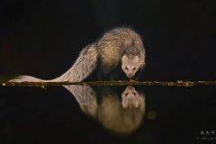 White-tailed-Mongoose-facing