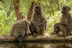 baboon_0000s_0000_Lentorre-18