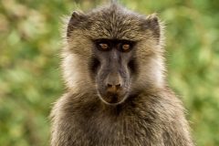 baboon_0000s_0001_Lentorre-17