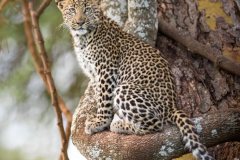 Lewa-house-Leopard