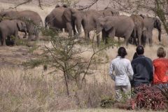 Lewa-house-elephants