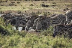 Lewa-house-grevy-zebras