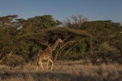 Reticulated_giraffe