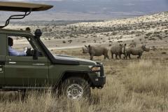 White_rhino_with_car