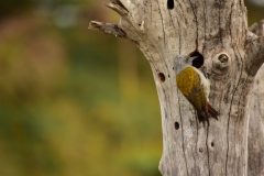 Copy-of-Copy-of-Loldia-House-Grey-Headed-Woodpecker-Alisa-Bowen-July-2017