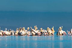 Lake-Nakuru