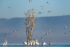 Nakuru-1-904x633