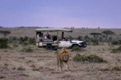 mahali-mzuri-game-drive-with-lions-4