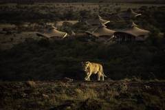 mahali-mzuri-lion-in-front-of-camp