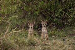 mahali-mzuri-safari-jackal-1