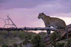 mahali-mzuri-safari-leopard-6