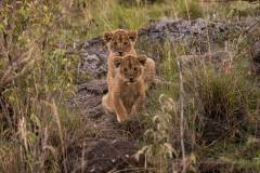 mahali-mzuri-safari-lion-13