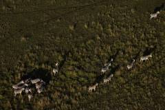 mahali-mzuri-safari-zebra-5
