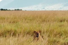 022-Manzili-Mara