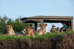 Great-Plains-Mara-Expedition-Camp-lions-with-safari-vehicle