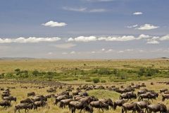 mara-explorer-gallerymigration-burungat-plains