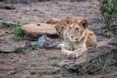 Great-Plains-Mara-Nyika-Camp-lion-cub