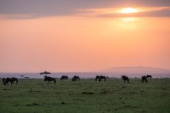 Great-Plains-Mara-Nyika-Camp-wildebeest-sunset