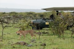 Great-Plains-Sambuk-Suite-at-Mara-Nyika-cheetah-and-safari-vehicle