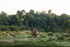 Great-Plains-Sambuk-Suite-at-Mara-Nyika-elephant-and-storks