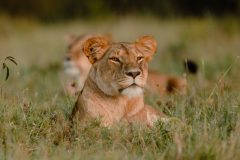 Great-Plains-Sambuk-Suite-at-Mara-Nyika-lioness