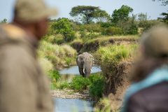 Great-Plains-Jahazi-Suite-at-Mara-Plains-guest-with-elephant