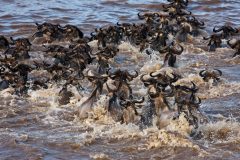 Great-Plains-Mara-Plains-Camp-migration-river-crossing