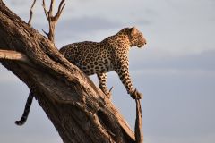 Mara-Serena-Safari-Lodge-wildlife