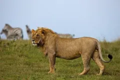 mara-toto-camp-lion