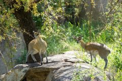 klipspringer-mbuzi-mawe