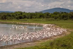 Mbweha-camp-lake-nakuru