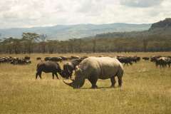 mbweha-camp-nakuru