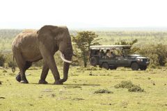 Naboisho-Camp-game-drive-elephant-Stevie-Mann-3-MR