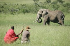 Naboisho-Camp-walking-safari-elephant-2