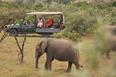 Naboisho-Elephant-sighting