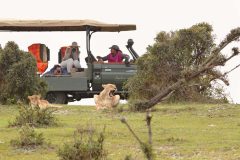 Naboisho-Lions-spotted-on-game-drive