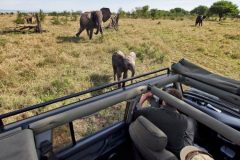 AB-photographing-baby-elephant-scaled-980x500