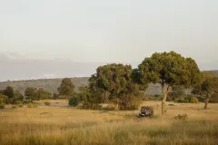 Ngare-Serian-Camp-game-drives