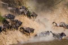 64ec66544e4910fb5731b588_Gnus-crossing-the-Mara-River