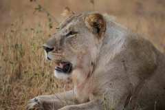 64edcc5a4a09d780cbc8d166_Nimali-Tarangire-wildlife-4